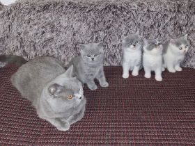 Reinrassige BKH Kitten