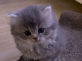 Reinrassige BKH/BLH Kitten