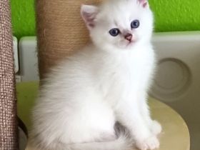 Supersüße Kitten mit blauen Augen BKH GEIMPFT! seal-silver-shaded-point ns 11 33 reinrassig!