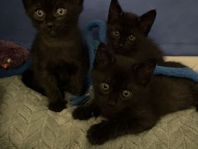 Siam Maine Coon Mix Kitten