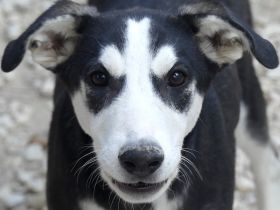 Denver, männlicher Mischling