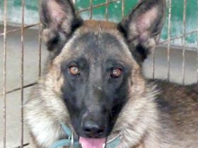 Kiara 2, weiblicher Deutscher Schäferhund-Mix