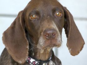 Poppy 19, weiblicher Deutsch Kurzhaar-Mix