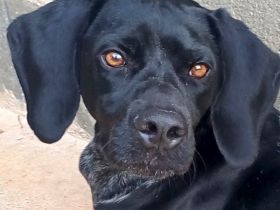 Saddle, männlicher Pointer-Mix