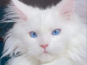 Maine coon mit blauen Augen