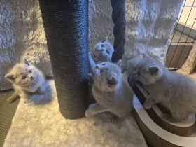 Sieben zuckersüße Kitten suchen ein liebevolles Zuhause