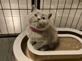 Sieben zuckersüße Kitten suchen ein liebevolles Zuhause