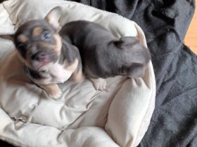 JackBull Welpen lelac-tricolor