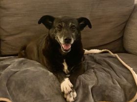 Stella sucht ein Zuhause