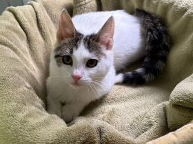 Hübsche Kämpferin Perla sucht ihr Körbchen