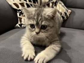 Britisch Kurzhaar Kitten