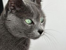 Russisch Blau Kitten