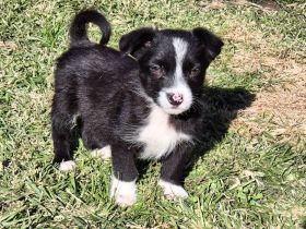 PEPPER - ODIN - CODY - 3 Brüder suchen ihre Familien