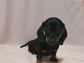 Zwerg-Standard-dackel Hündin