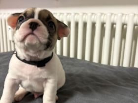 Französische bulldogge