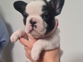 Französische bulldogge