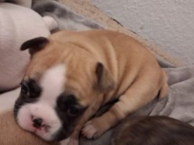 Französische bulldogge