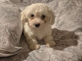 Malteser suchen liebevolles Zuhause