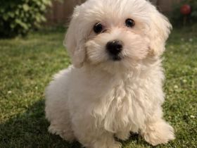 Malteser Welpen (Rüde) suchen liebevolles Zuhause ❤️