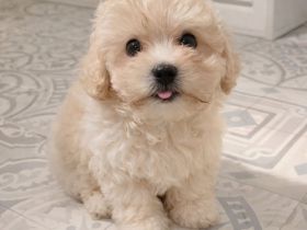 Malteser suchen liebevolles Zuhause ❤️