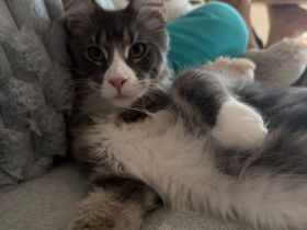 Reinrassige schöner xxl Main Coon Kater mit Stammbaum