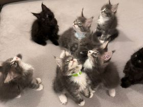 Reinrassige schöne Main Coon Kitten mit Stammbaum