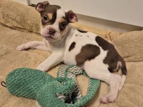 Old English Bulldog Welpen