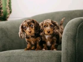 Dackelwelpen zu  vermitteln