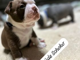 Boston Terrier Welpen