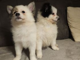 Welpe Spitz Mittelspitz