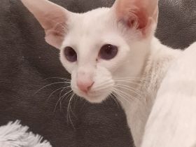 zwei erwachsene Siamesen suchen