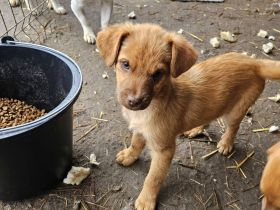 Lian, Welpe, lebhaft, verspielt, sucht Menschen, die ihm ein schönes Hundeleben geben