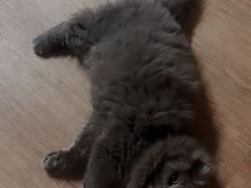 Unsere Luna sucht ein schönes zuhause