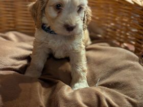 Süße Cockapoo Welpen suchen ein neues Zuhause