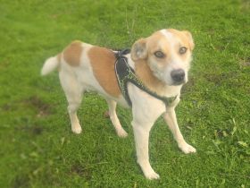 Marco ein toller Familienhund