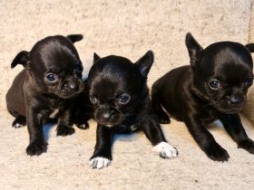 Reinrassige Chihuahua Welpen