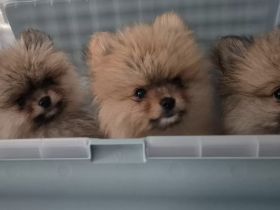 Pommeranien Welpen zu verkaufen
