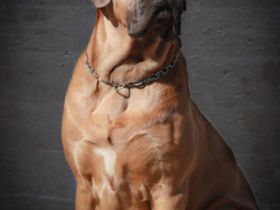 Wurfankündigung Cane Corso Welpen mit Ahnentafel