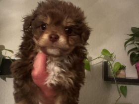 Chihuahua/Spitz Mischlings Welpen