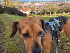 Sanfte Seelenfreundin Mathilda - ängstlich, aber unendlich treu und lieb