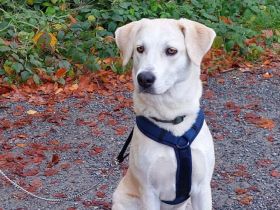 Zuhause gesucht für Nora