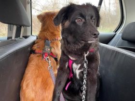 Wer kann der kleinen Frieda helfen?