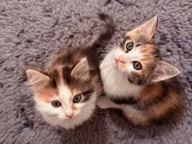 Dreifarbige Katzenbabys Glück, Liebe und Freude für Ihre Familie