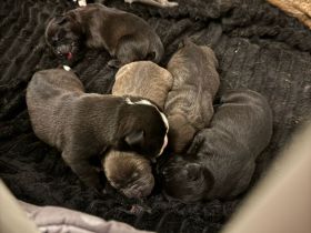 Ein Dutzend Mischlingswelpen