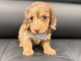 Dackelwelpe (weiblich) zur Adoption