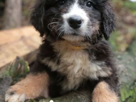 Bernersennen Bernhardiner Mix Welpen