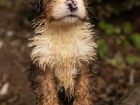 Bernersennen Bernhardiner Mix Welpen