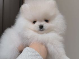 Pomeranian-Welpe zur Adoption