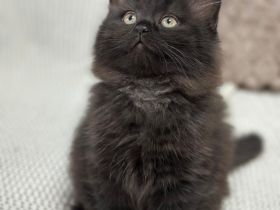 Britisch Kurzhaar x Waldkatze Kitten – geb. am 12. Oktober – bereit zur Reservierung