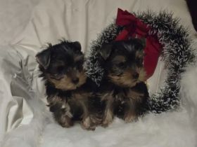 Wunderschöne Yorkshire-Terrier-Welpen